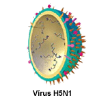 Orthomyxovirus H5N1