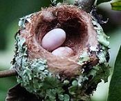 Uova di colibri'