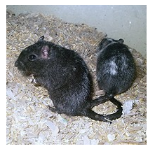 Gerbillo della Mongolia (Meriones unguiculatus)