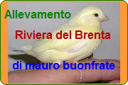 Contatta Mauro Buonfrate - VerdiardesiAdvertising