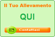 Contattaci