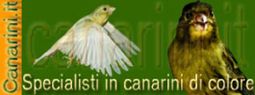 Sito partner canarini.it