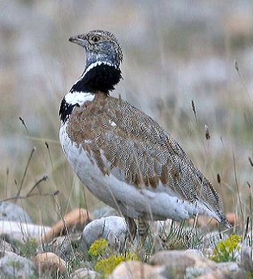 Gallina prataiola (Tetrax tetrax)