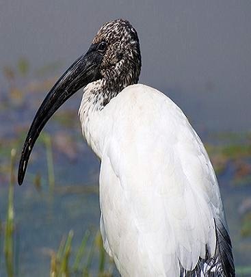 Ibis sacro (Threskiornis aethiopicus)