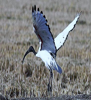 Ibis sacro (Threskiornis aethiopicus)