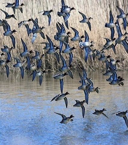 Migrazione dell'avifauna