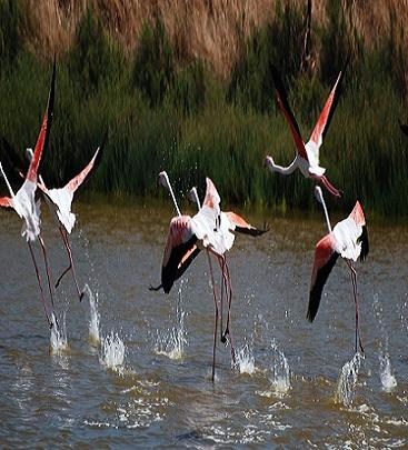 Fenicotteri rosa (Phoenicopterus ruber)