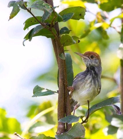nuova specie di uccello scoperta in Cambogia