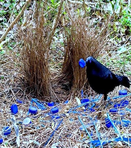 Nido Per Uccelli A Forma Di Zucca In Paglia | PetPhindU | Rifugio Per Pappagallini E Canarini