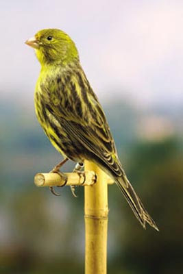 Nero Giallo Brinato