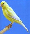 Canarino giallo avorio intenso - foto dalla rete