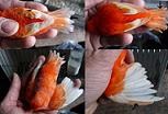 Comparazione di canarini rossi ala bianca - foto dalla rete
