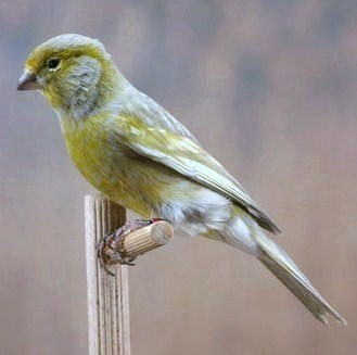 Canarino pastello ali grigie giallo brinato Nero pastello ali grigie giallo brinato -
allevamento F. Chieppa foto Alcedo
