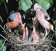 Ciuffolotti sul nido