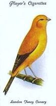 London Fancy Canary - antica stampa inglese (Immagine dalla Rete)