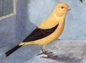 London Fancy Canary - antica stampa inglese (Immagine dalla Rete)