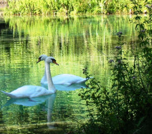 Cigno (Cygnus olor)