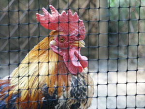 Pollo domestico (Gallus gallus domesticus)