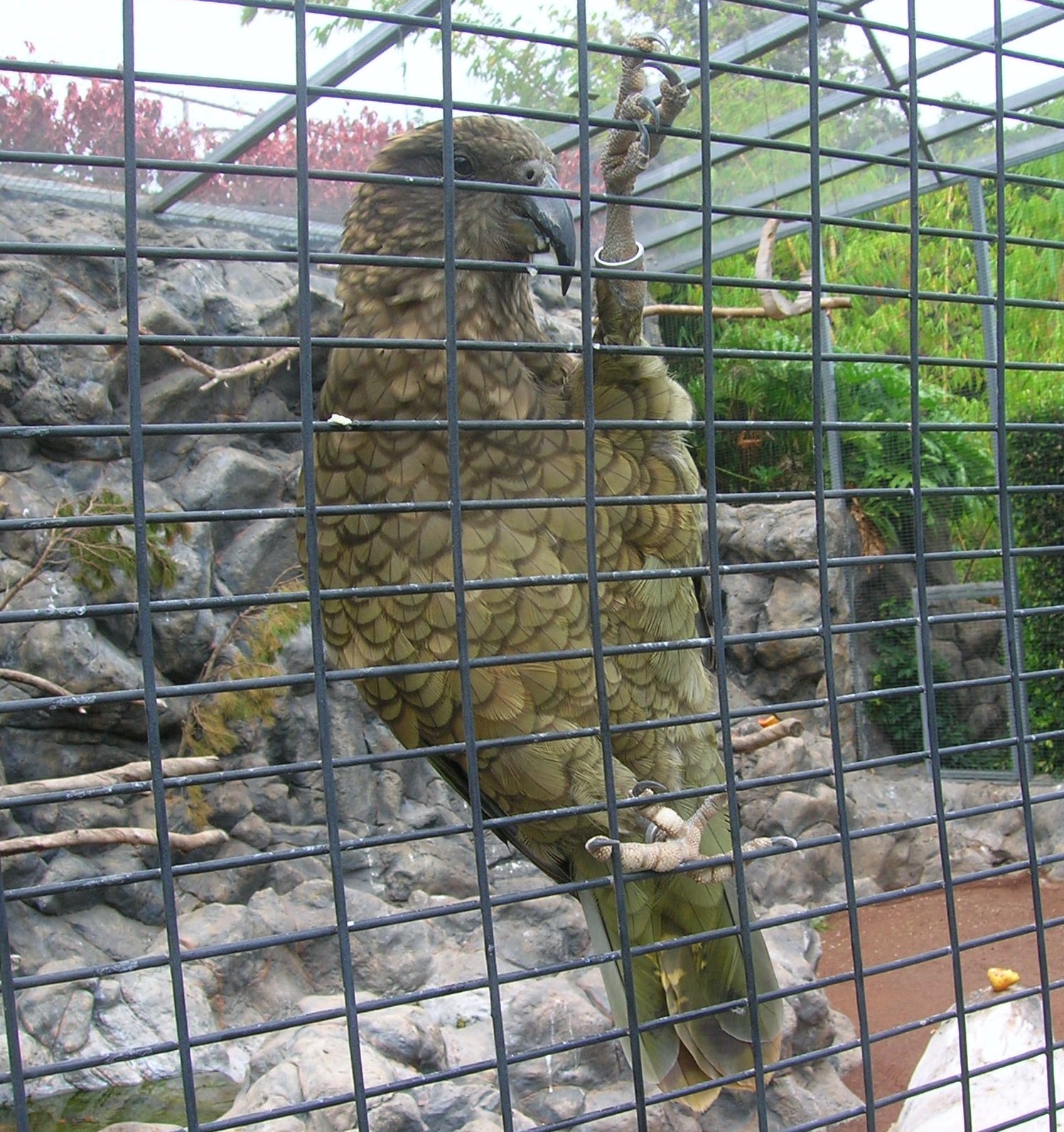 Un Kea (Nestor Notabilis) incuriosito dal fotografo