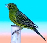 Canarino di colore nero giallo intenso