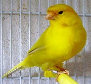 Canarino giallo