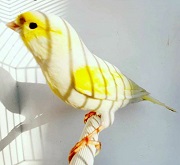 Canarino mosaico giallo