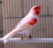 Canarino mosaico rosso