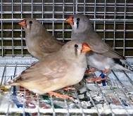 Diamanti mandarini femmine