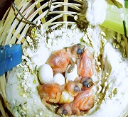 Nidiacei di diamante mandarino