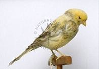 London Fancy Canary - preparato tassidermico Museo Storia Naturale Londra