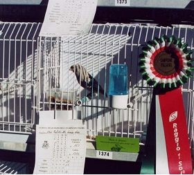 Campione con la coccarda alla gabbia Soggetto vincitore