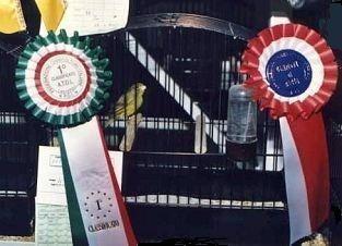 Due coccarde per il campione di razza Campione di razza