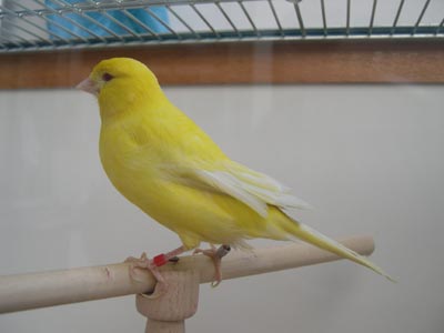 Canarino giallo brinato