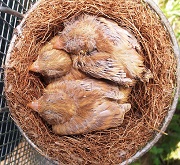 Nidiacei di verzellino bruno