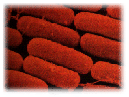 Batteri: bacilli