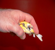 Conformazione della cloaca di canarino maschio adulto