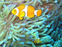 Simbiosi pesce pagliaccio-anemone di mare 
( foto archivio V&A )