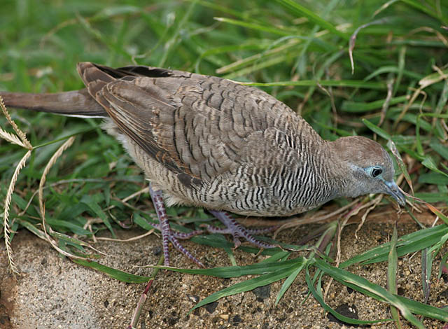 Tortora zebrata (Geopelia striata)