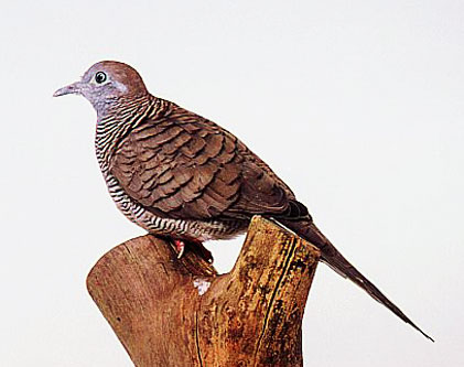 Tortora zebrata (Geopelia striata)