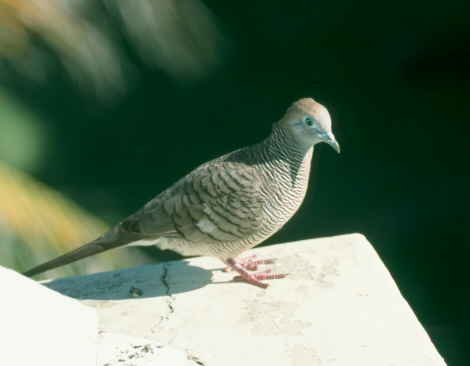 Tortora zebrata (Geopelia striata)