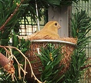 Verzellina bruna in cova