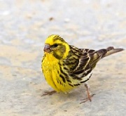 Verzellino ancestrale (Serinus serinus)