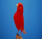 Canarino di colore rosso