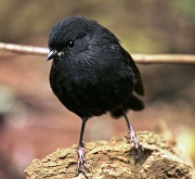 Tordo Nero