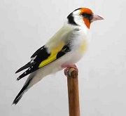 Cardellino major agata - foto Ornitologia Lodato
