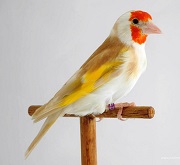 Cardellino major bruno - foto Ornitologia Lodato