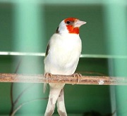 Cardellino major isabella - foto Ornitologia Lodato