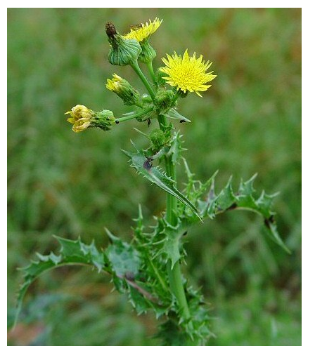 Crespigno spinoso (Sonchus asper)