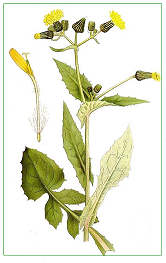 Crespigno comune (Sonchus oleraceus)