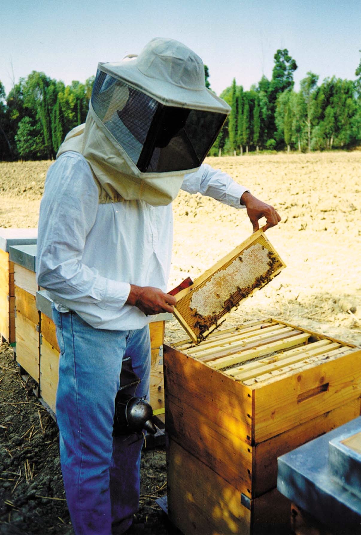 apicoltore al lavoro